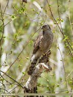 Image of Eurasian Sparrowhawk