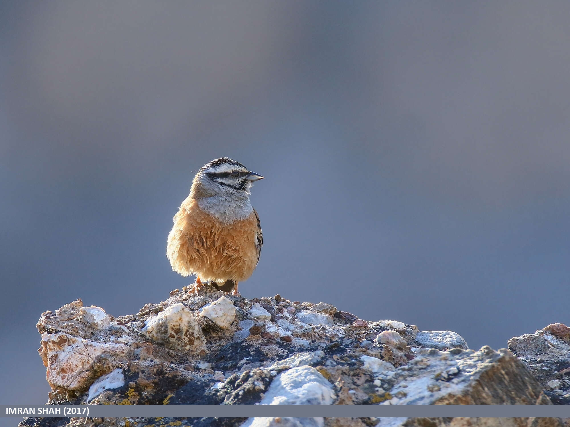 Image of European Rock Bunting