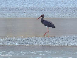 Image of Black Stork