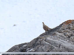 Image of Himalayan Snowcock