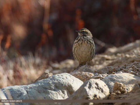 Image of Rosy Pipit