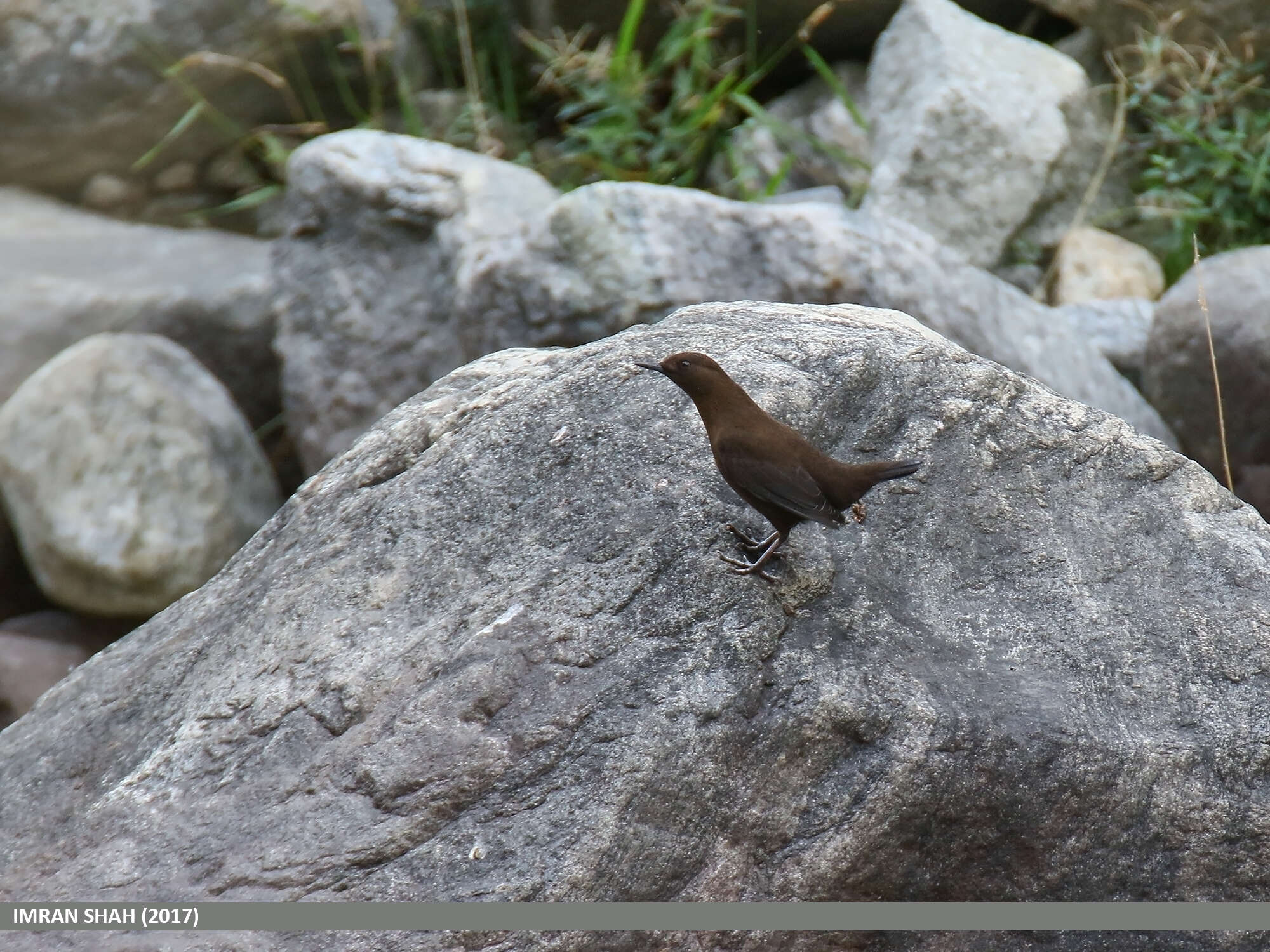 Image of Brown Dipper