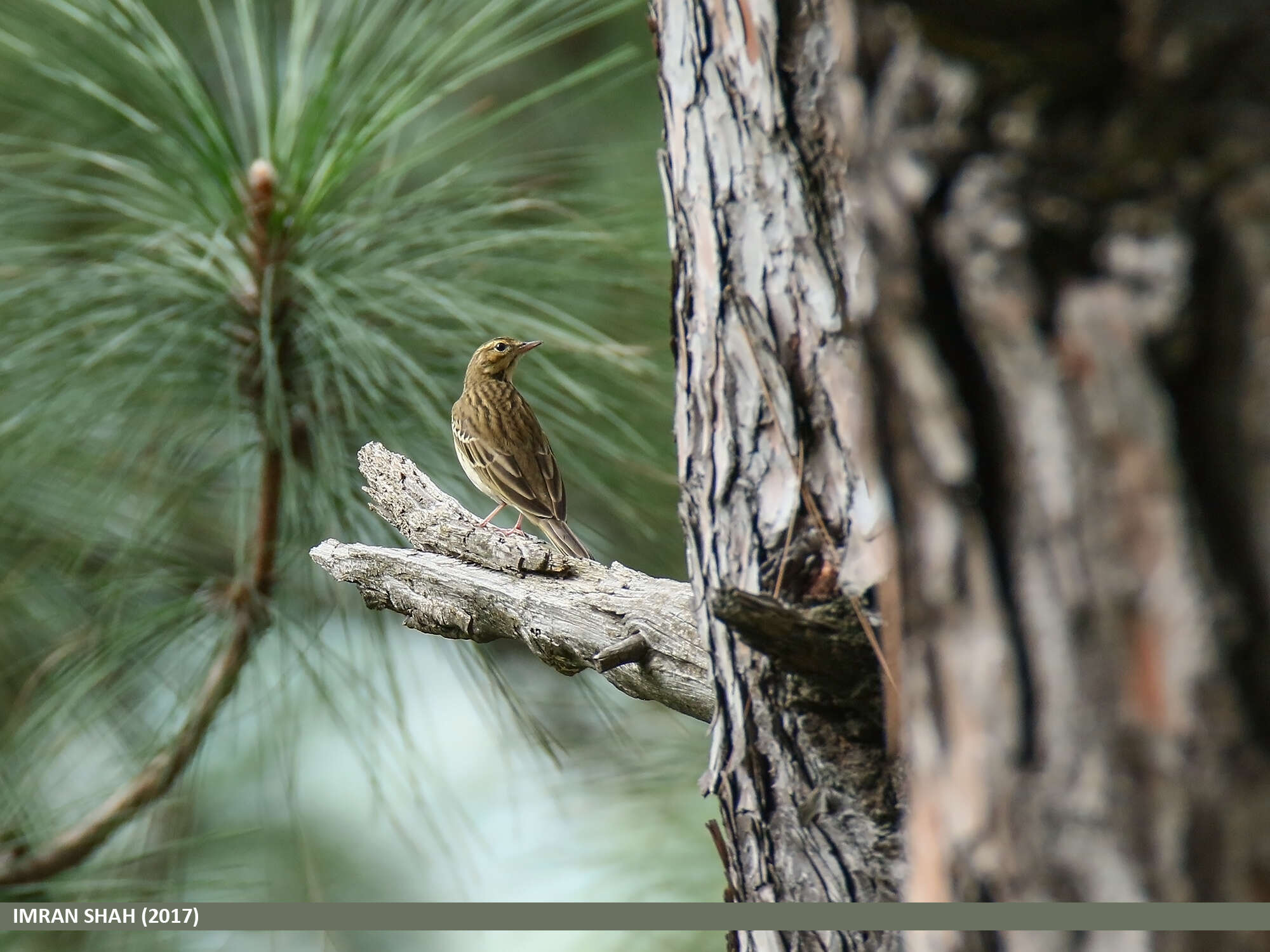 Image of Tree Pipit