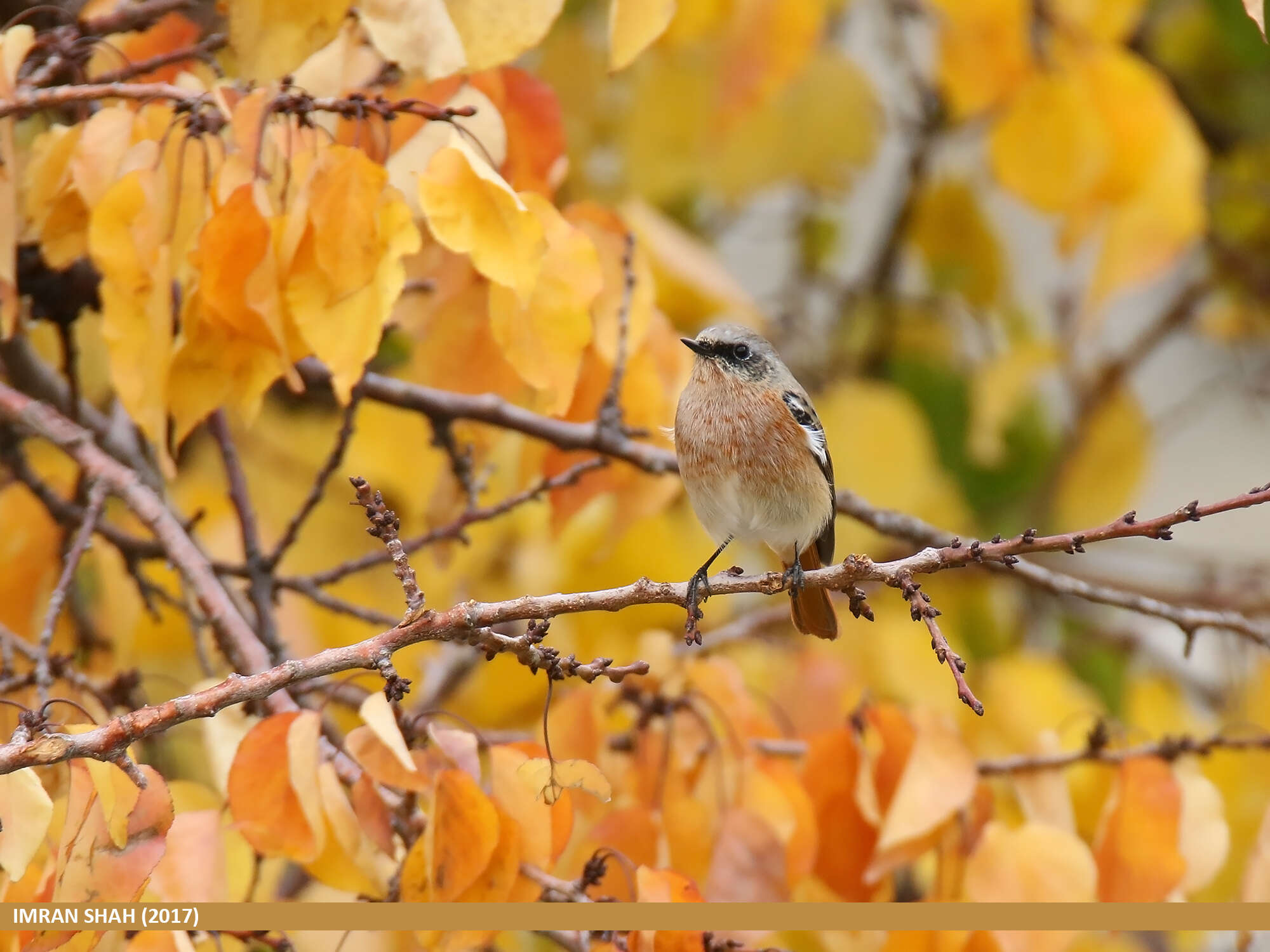 Image of Eversmann's Redstart