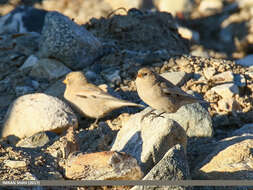 Image of Black-winged Snowfinch