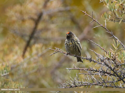 Image of Fire-fronted Serin