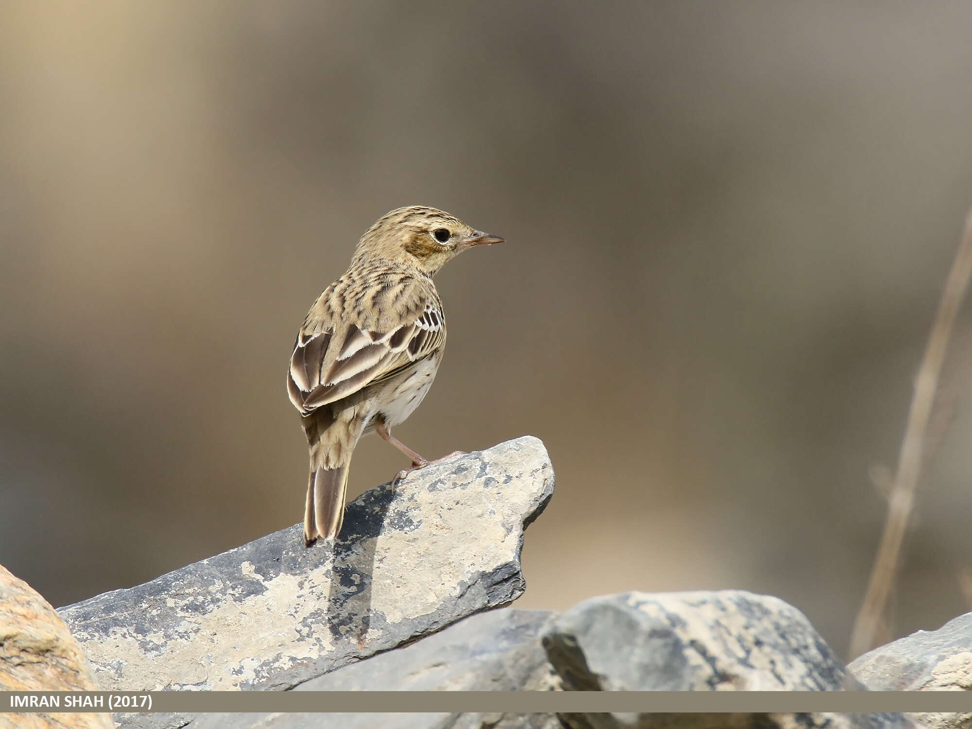 Image of Tree Pipit