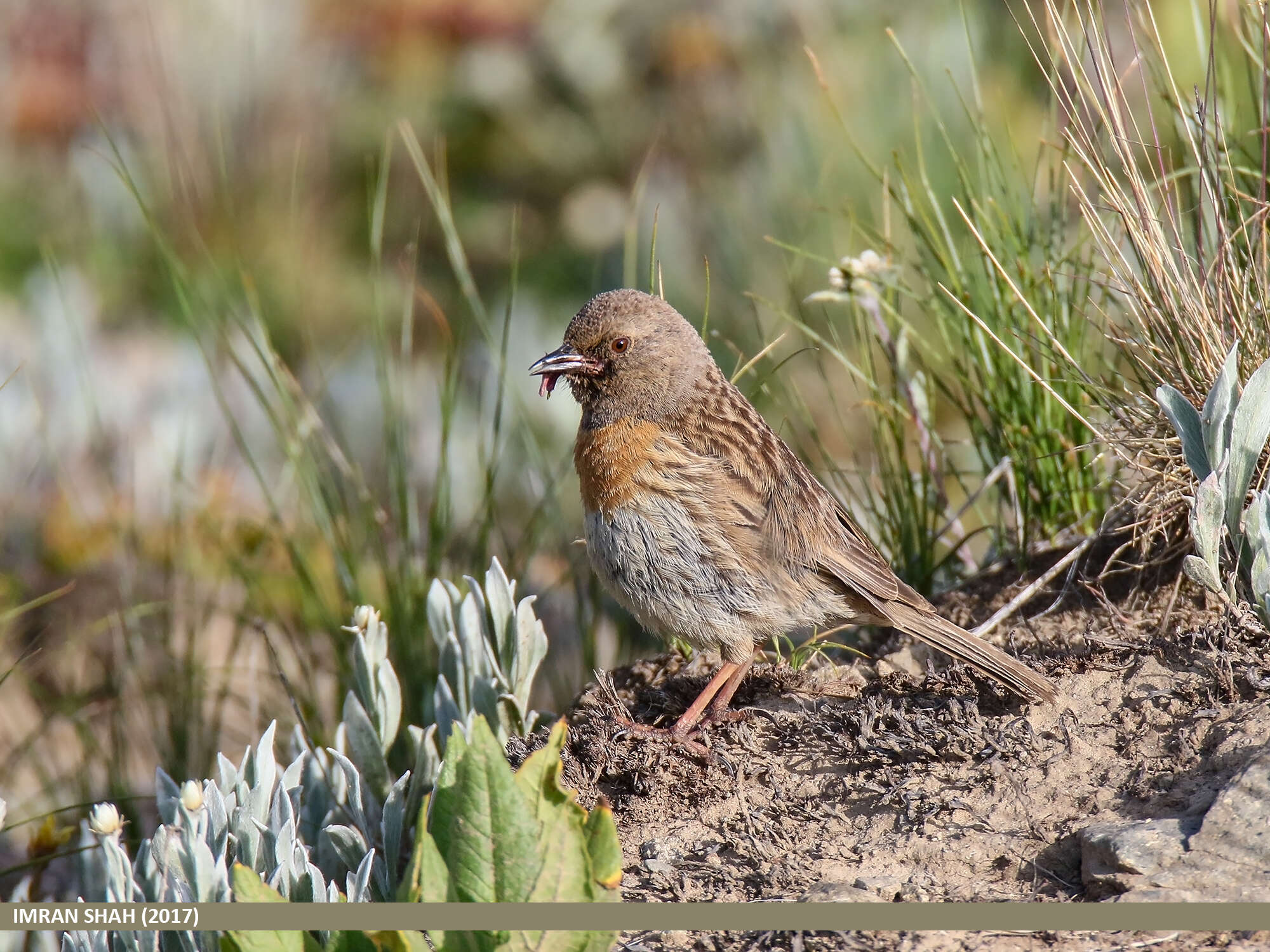 Imagem de Prunella rubeculoides (Moore & F 1854)