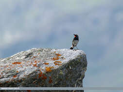 Image of Himalayan Rubythroat