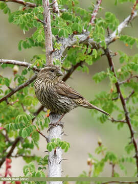 Image of Himalayan White-browed Rosefinch