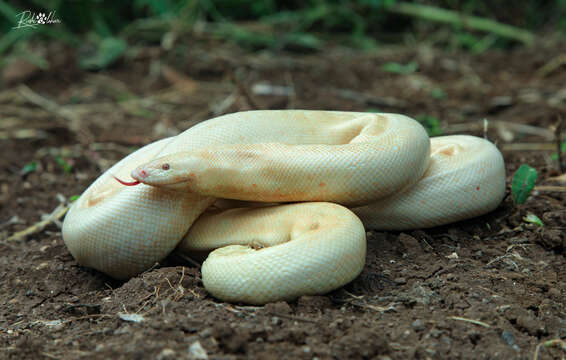 Image of Brown Sand Boa
