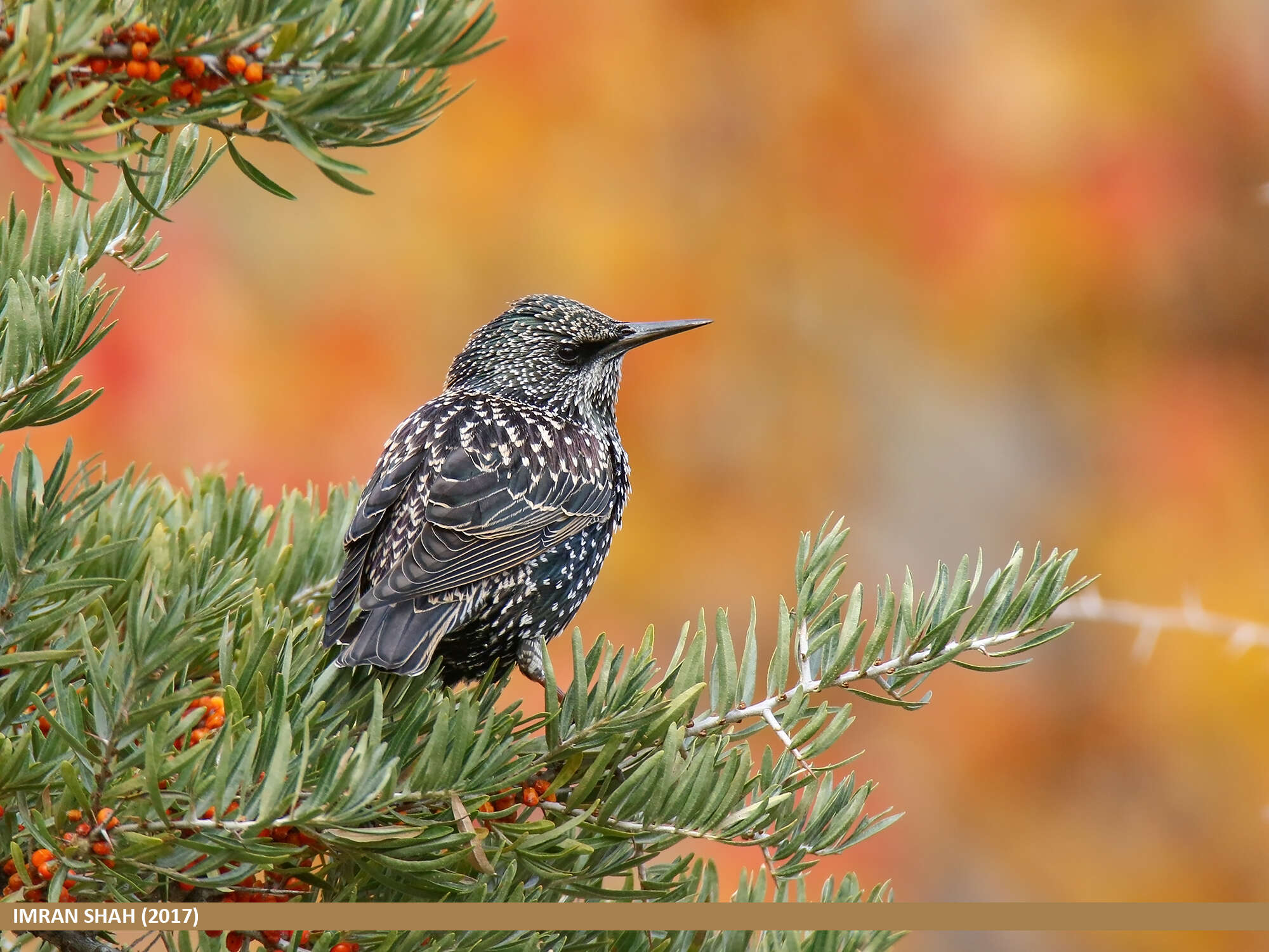 Image of Sturnus Linnaeus 1758