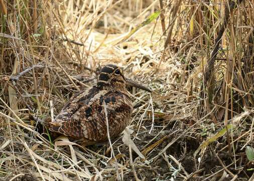 Image of woodcock, eurasian woodcock