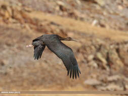 Image de Cigogne noire