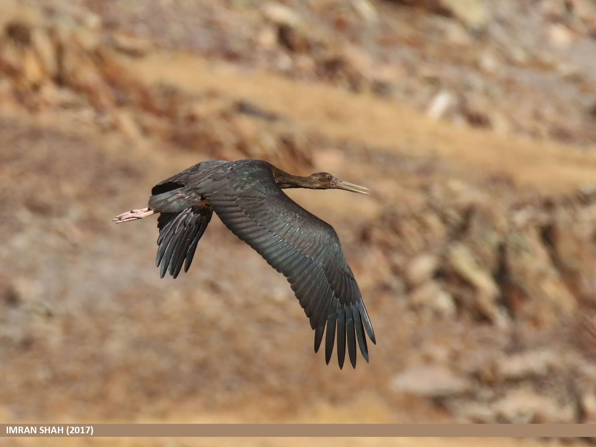 Image de Cigogne noire