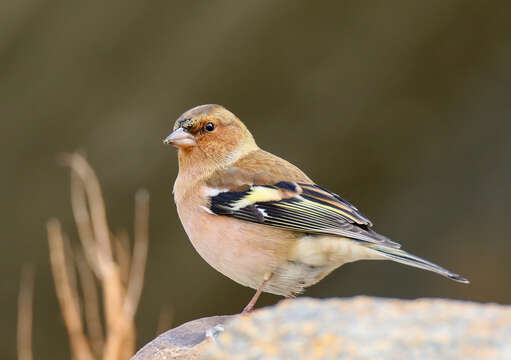 Image of Fringilla Linnaeus 1758