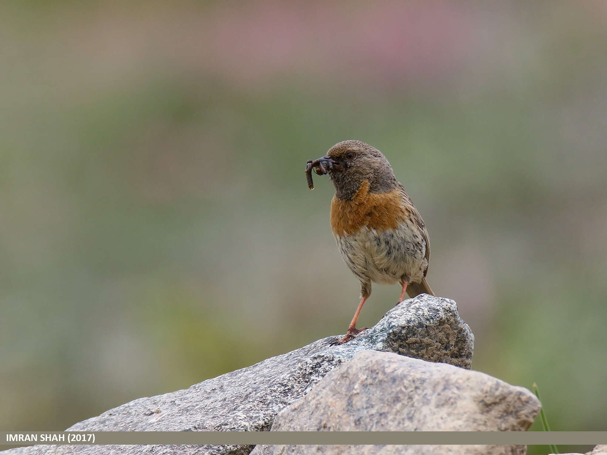 Imagem de Prunella rubeculoides (Moore & F 1854)