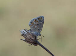 Image of Polyommatus dorylas