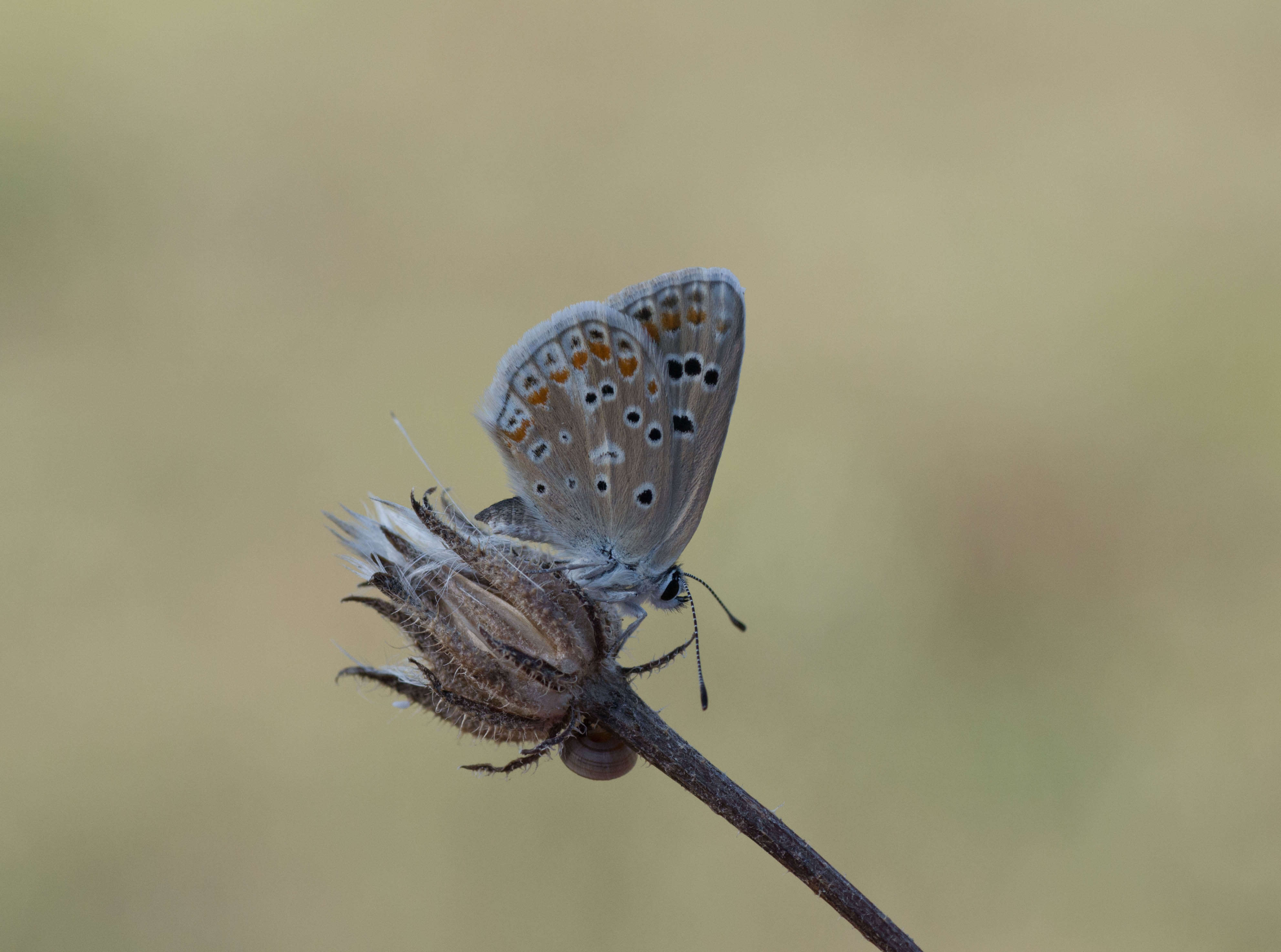 Image of Polyommatus dorylas