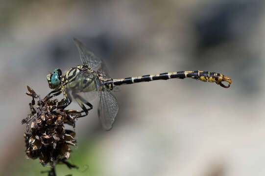 Image of Green-eyed Hooktail