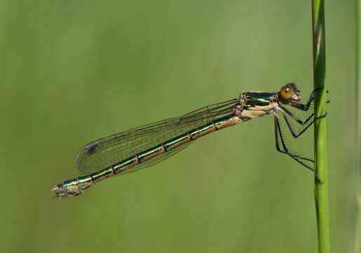 Image of Emerald Spreadwing