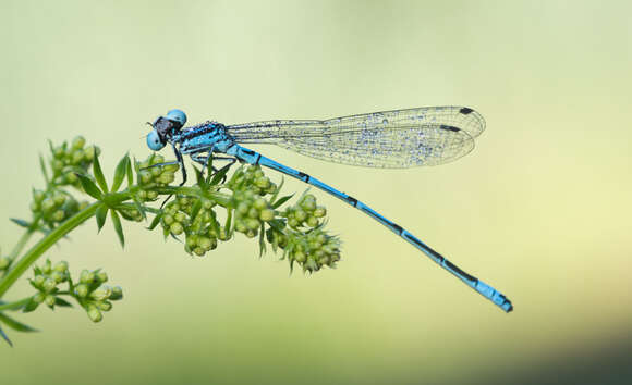 Image of Azure Bluet