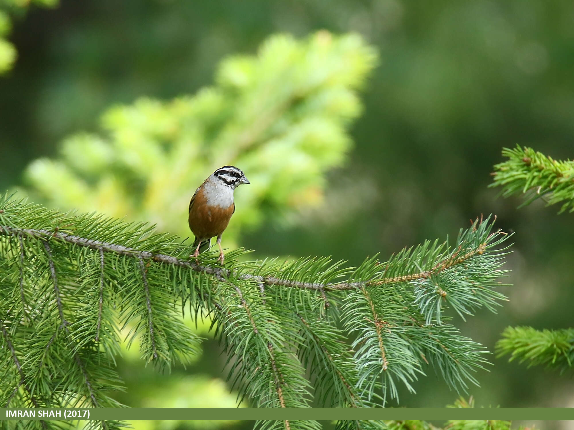 Image of European Rock Bunting