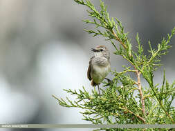 Image of Himalayan Rubythroat