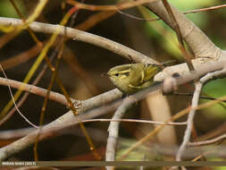 Слика од Phylloscopus chloronotus (Gray, JE, Gray & GR 1847)