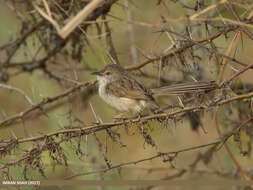 Image of Graceful Prinia