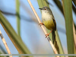 Prinia flaviventris (Delessert 1840) resmi