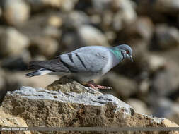 Image of Hill Pigeon