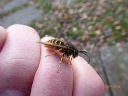 Image of Common wasp