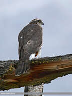 Image of Eurasian Sparrowhawk