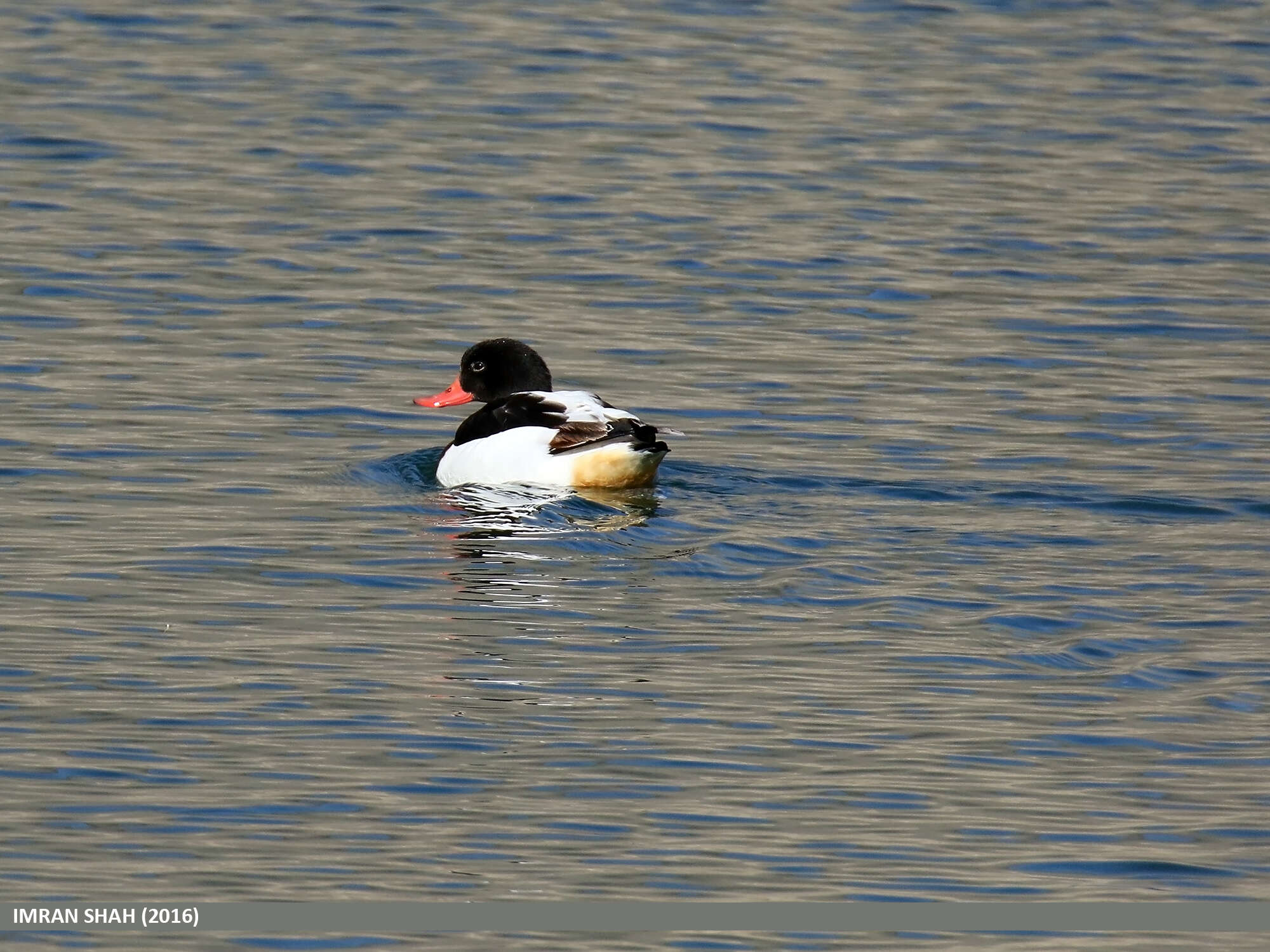 Image of shelduck, common shelduck