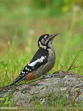 Image of Himalayan Woodpecker