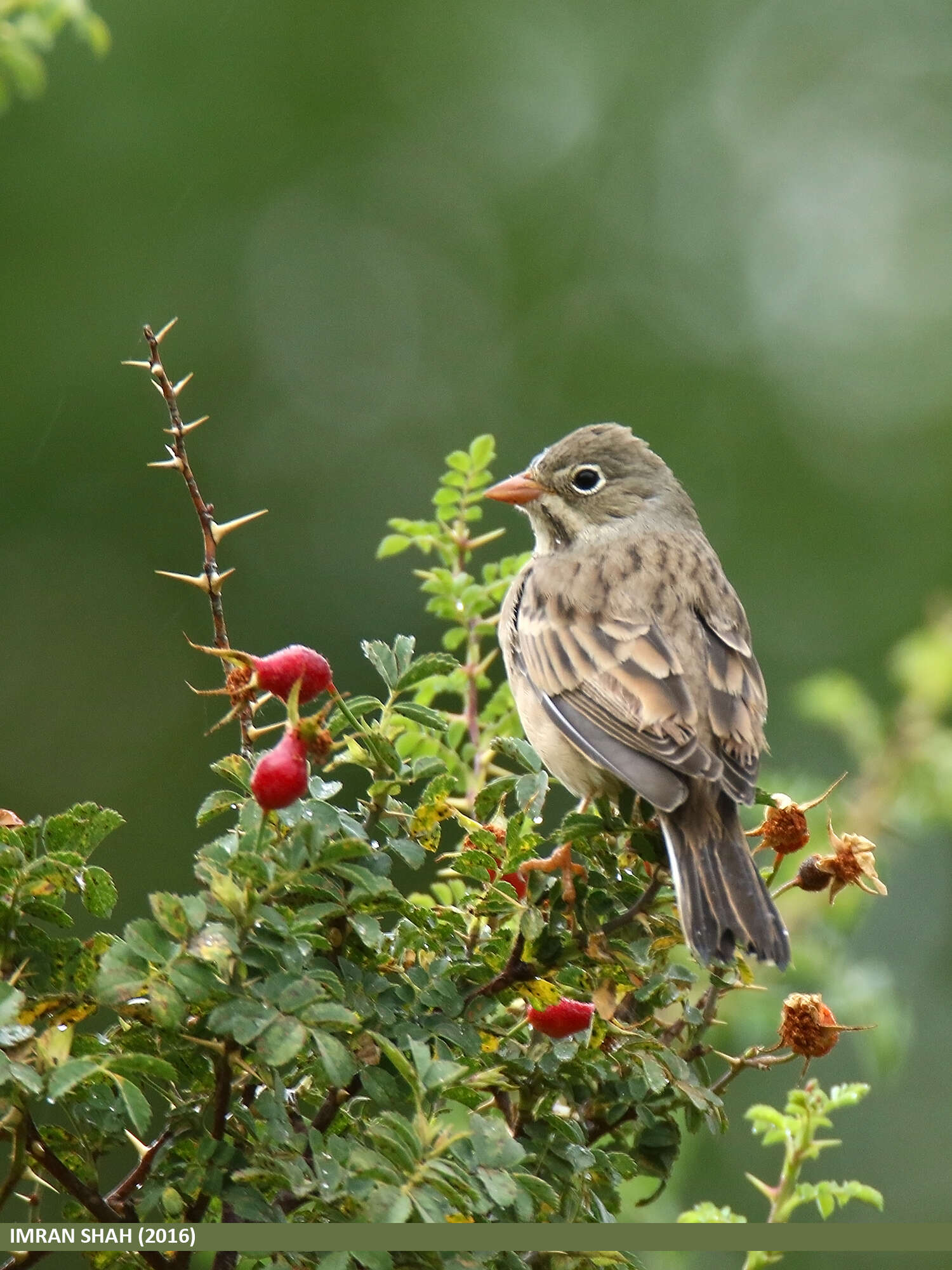 Image of Grey-necked Bunting