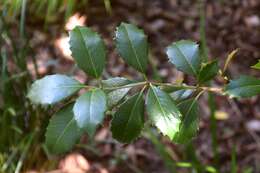 Image of holly osmanthus