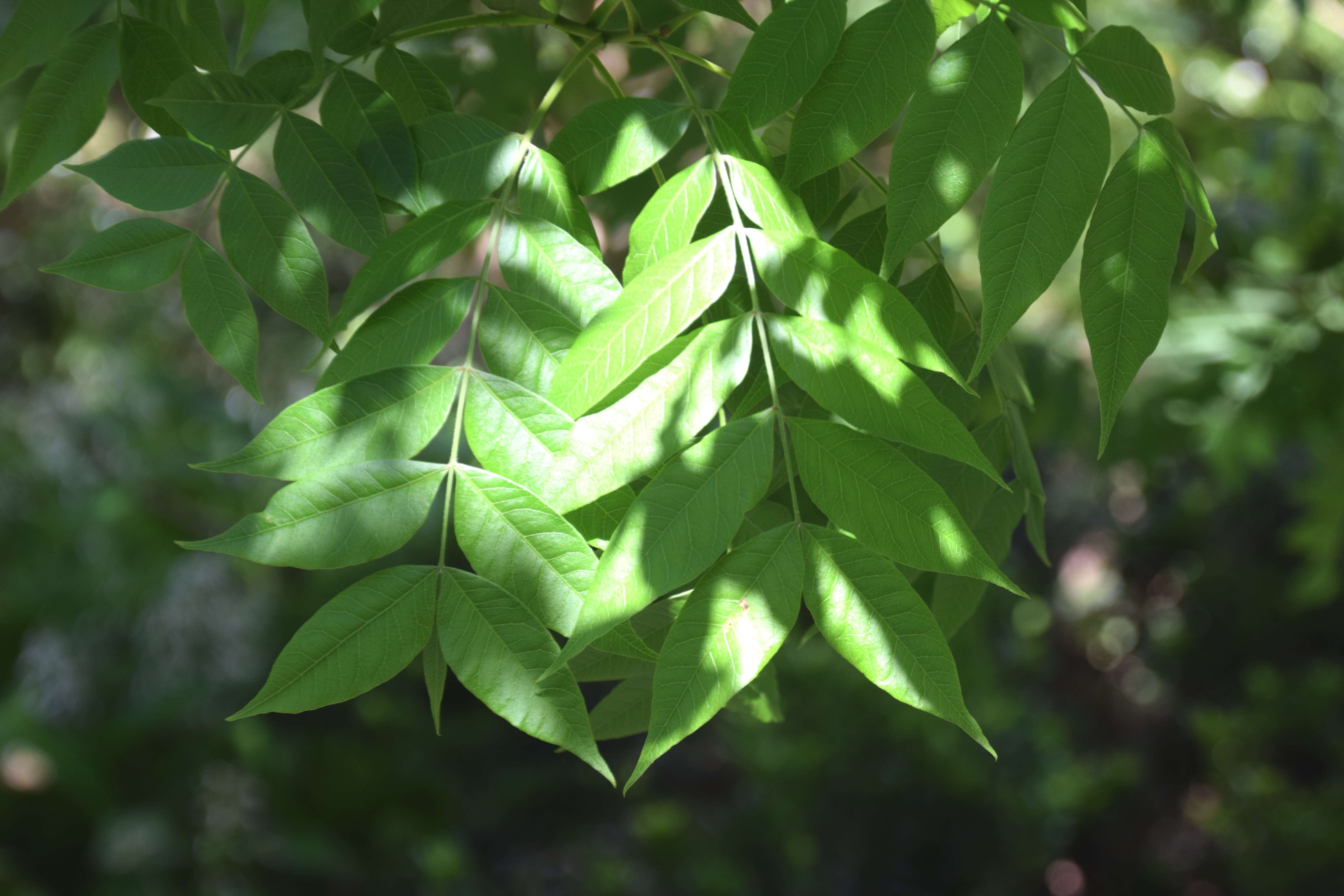 صورة Pistacia chinensis Bunge