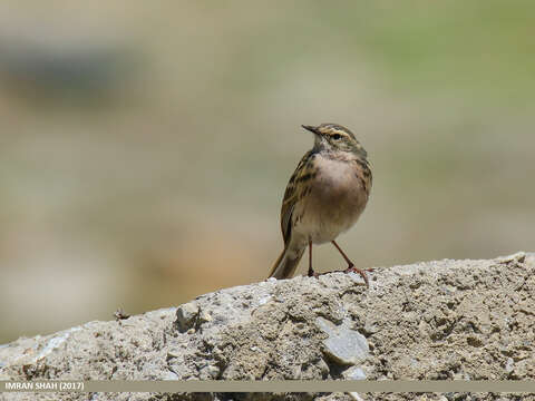 Image of Rosy Pipit