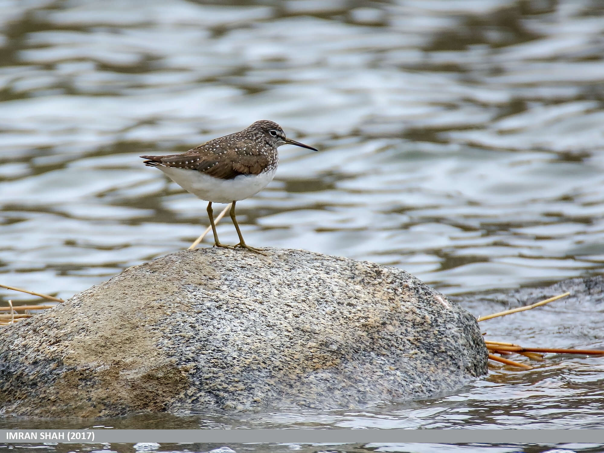 Image of Green Sandpiper