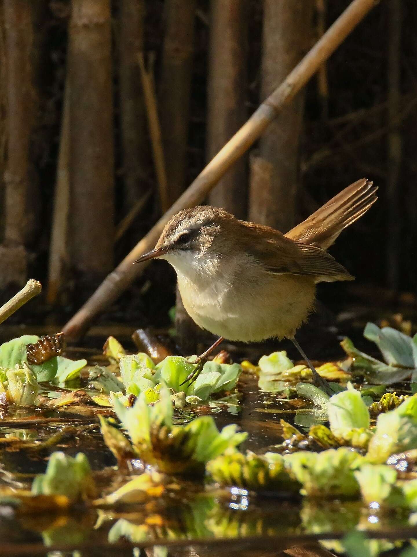 Image of Moustached Warbler