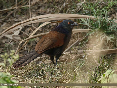 Imagem de Centropus sinensis (Stephens 1815)