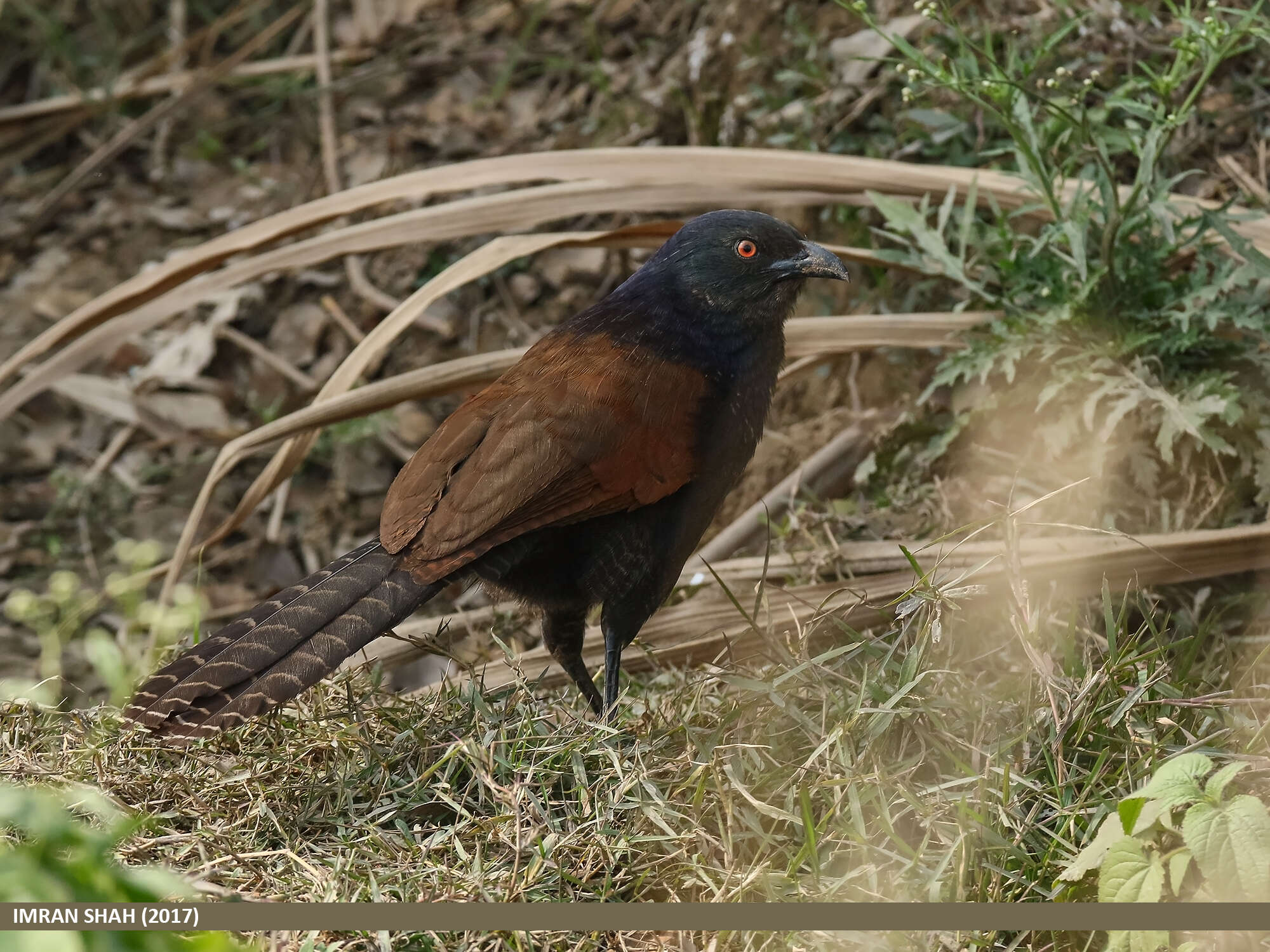 Imagem de Centropus sinensis (Stephens 1815)