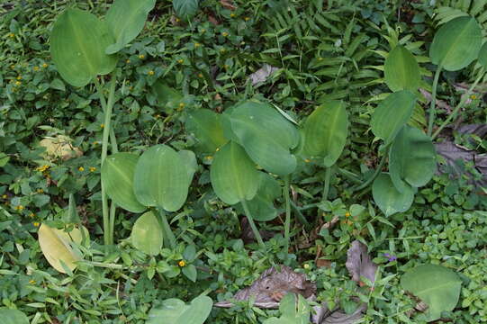 Image of velvetleaf