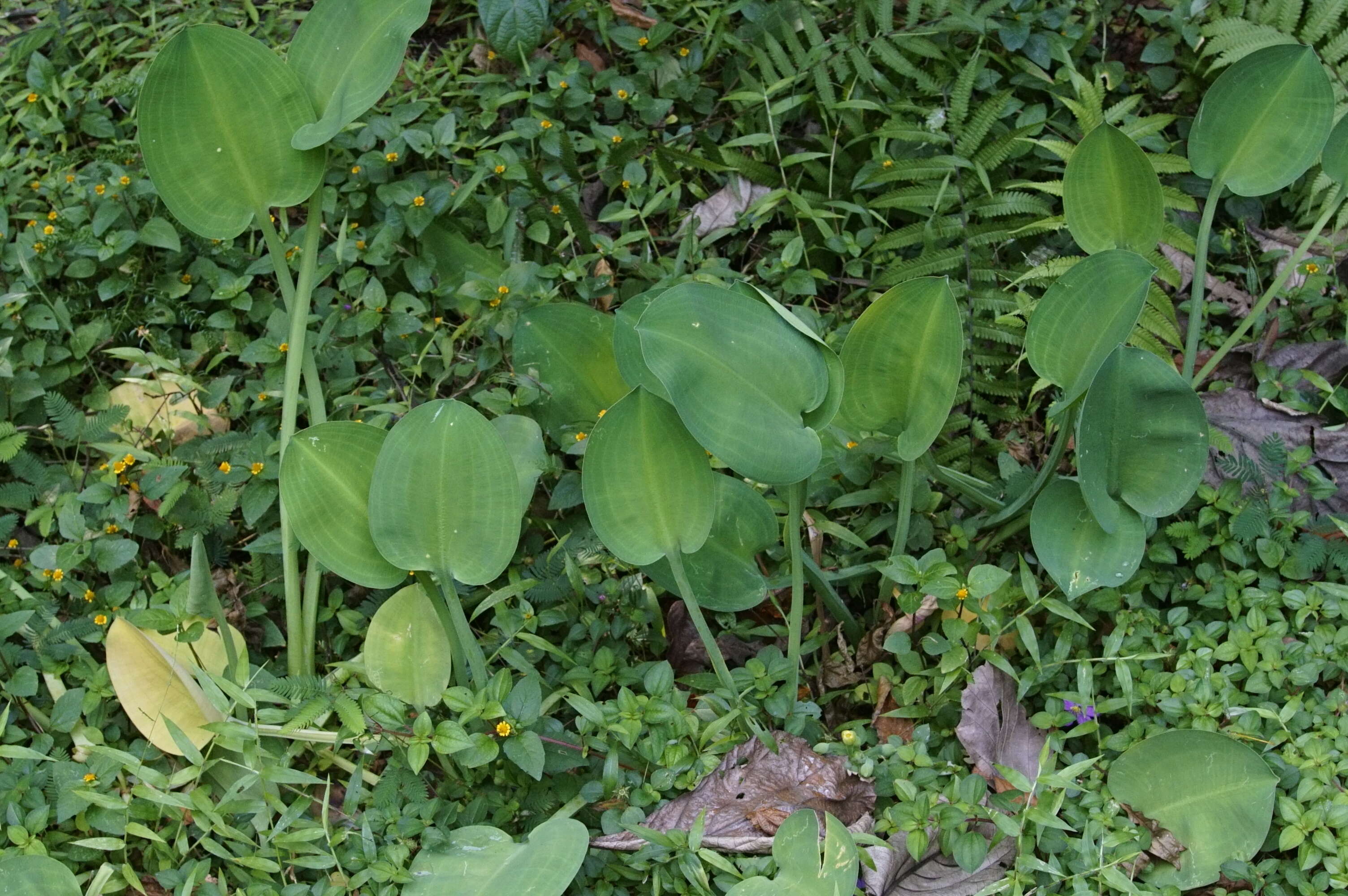 Image of velvetleaf