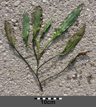 Image of Loddon Pondweed