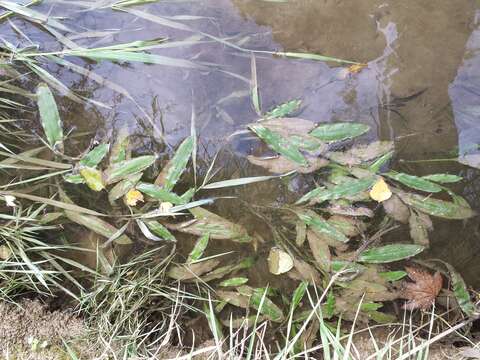 Image of Loddon Pondweed