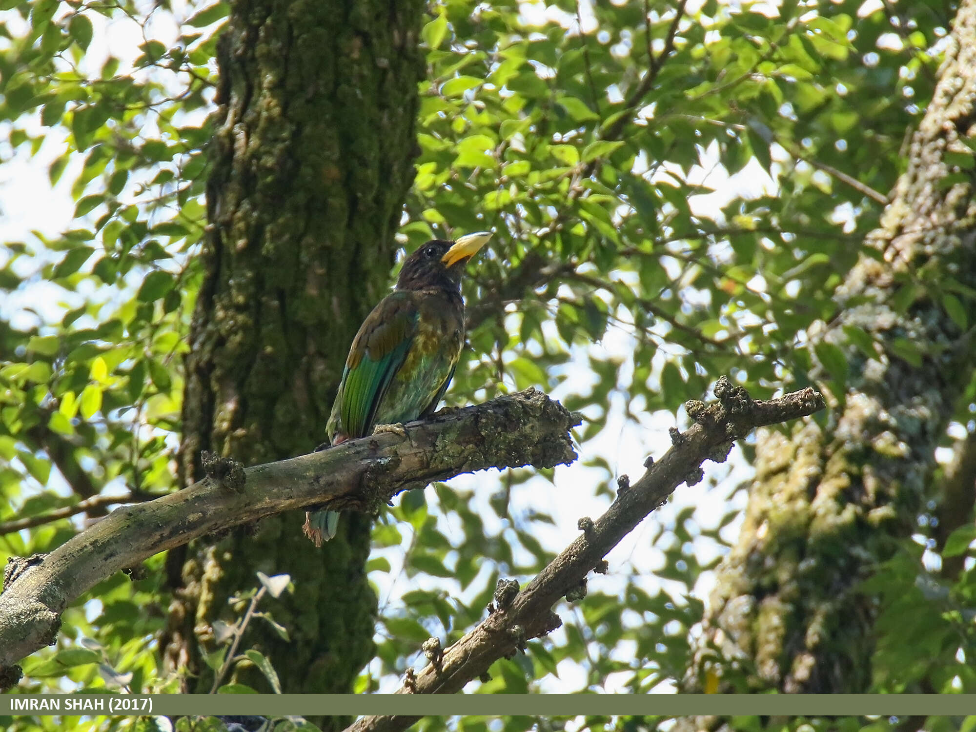 Image of Great Barbet