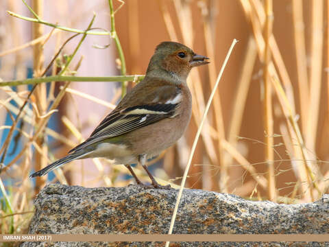 Image of Fringilla Linnaeus 1758